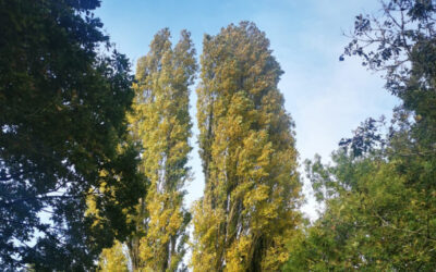 A Charming Tree Surgery and Crown Reduction Guide: Tree Services in Nuneaton