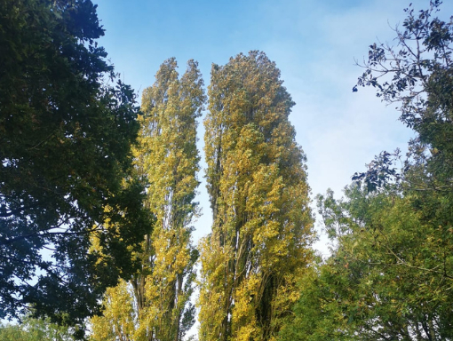 This is a photo of tree lopping. This was carried out by Tree surgeons Nuneaton