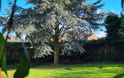 Tree Pruning: Understanding When and Why to Prune Your Trees in Nuneaton