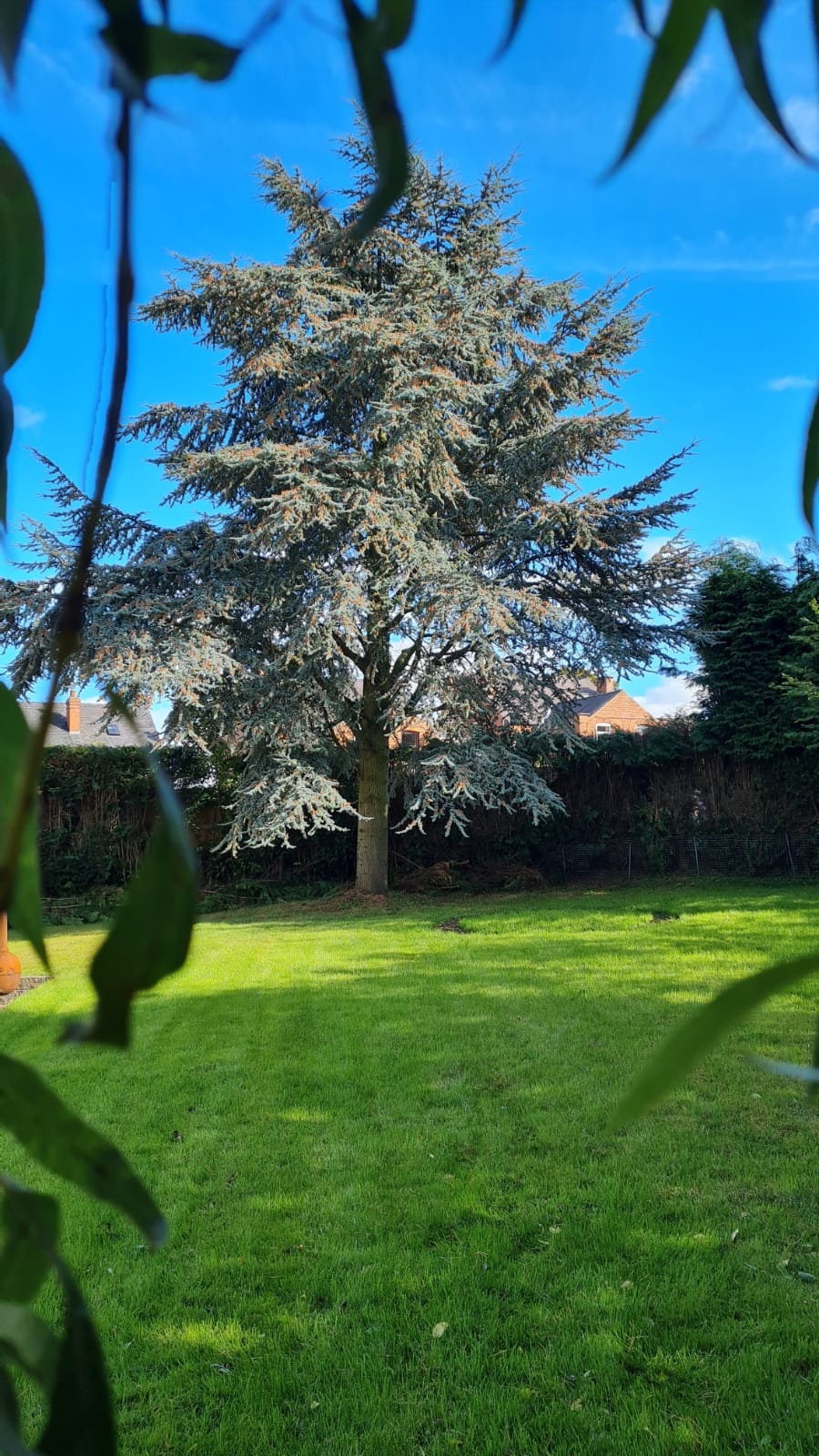 This is a photo of tree pruning. This was carried out by Tree surgeons Nuneaton