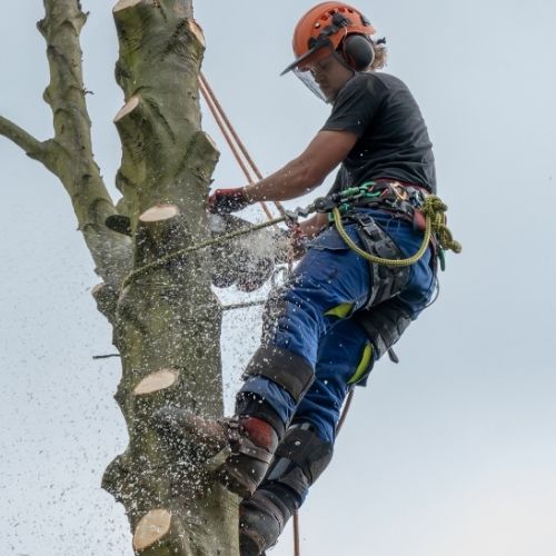 This is a photo of Tree crown reduction being carried out by Tree surgeons Nuneaton