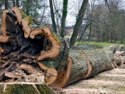 7 Reasons to Consider Tree Stump Removal Services for Your Landscape in Nuneaton