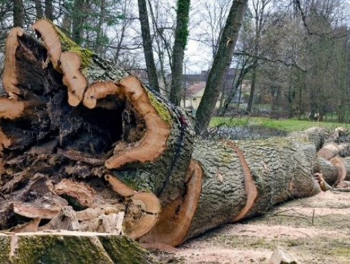 This is a photo of a tree being felled and cut down in Nuneaton. This was carried out by tree surgeons Nuneaton