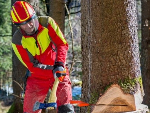 This is a photo of tree felling being carried out by Tree Surgeons Rugby