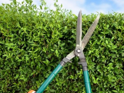 This is a photo of hedge cutting being carried out by Tree Surgeons Rugby