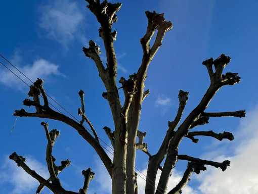 This is a photo of tree crown reduction being carried out by Tree Surgeons Rugby