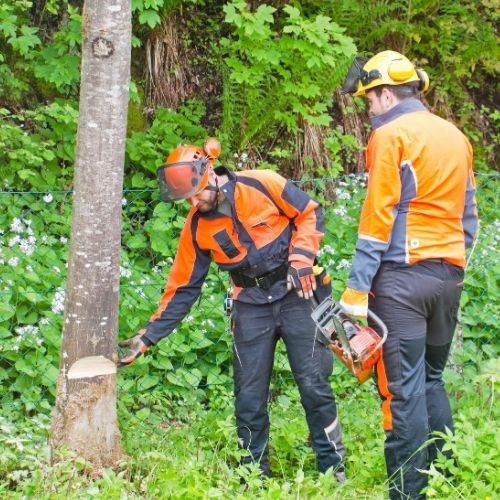 This is a photo of tree surgery being carried out by Tree Surgeons Nuneaton